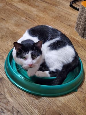 Logan Jefferson *IN FOSTER*, Adult Male Domestic Short Hair