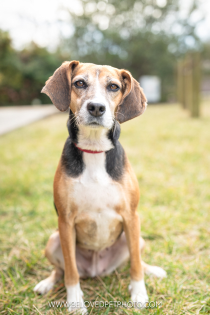 Dog for adoption Beatrice a Beagle Mix in Richmond VA Petfinder