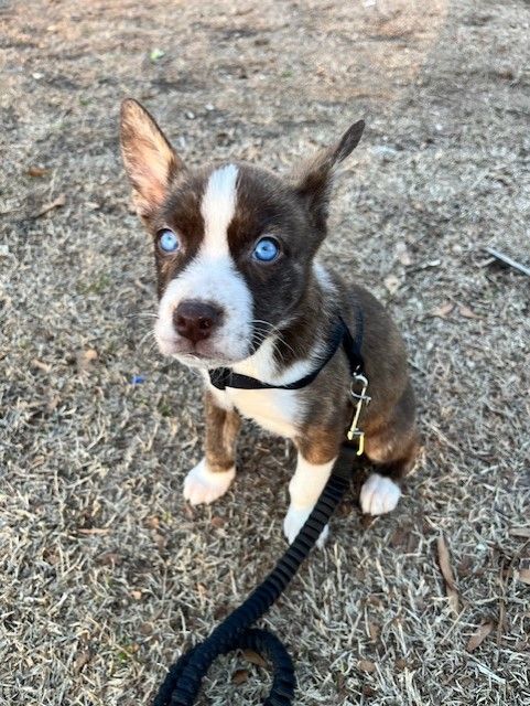 Dog for adoption Cheryl a Husky Mix in Grayson GA Petfinder