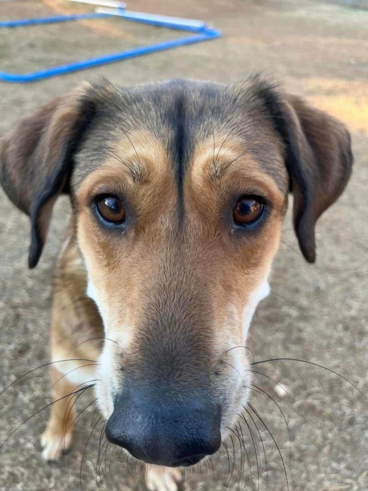 Husky deals bloodhound mix