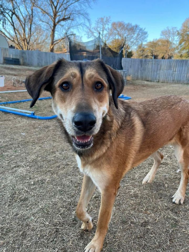 Husky and best sale bloodhound mix