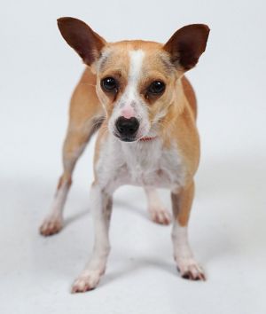 Madera clearance rat terriers