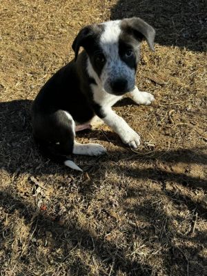 Meet Rover Rover is Spots brother He recently came from Alabama He is 9 weeks young learning hou