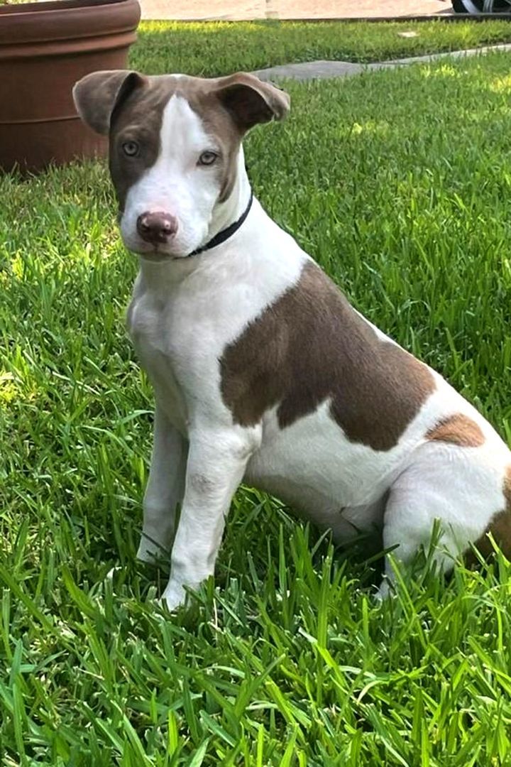 Boston terrier cheap pointer mix