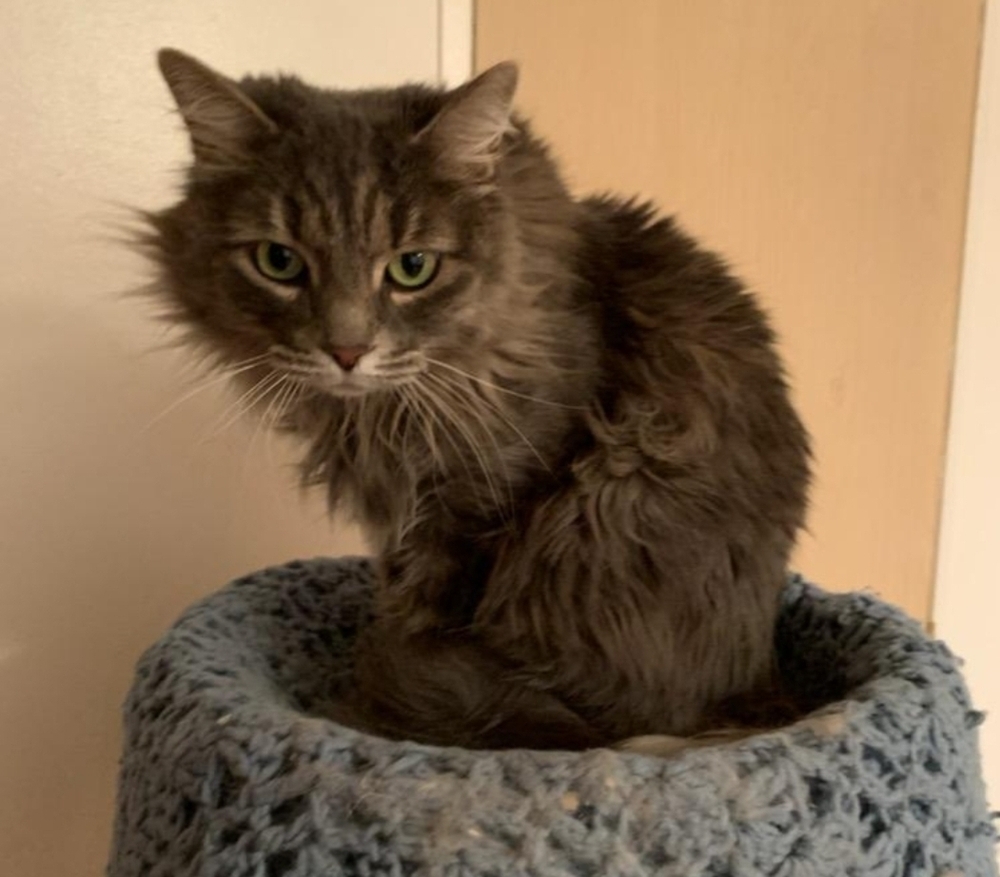 Shadow Cloud, an adoptable Domestic Long Hair in Thatcher, AZ, 85552 | Photo Image 1