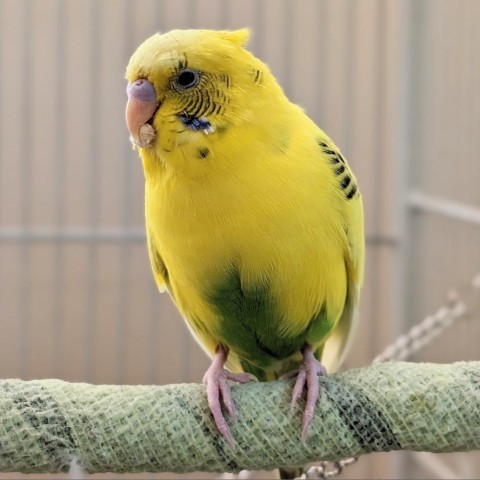 Parrot for adoption - Lagoon, a Budgie / Budgerigar in Kanab, UT ...