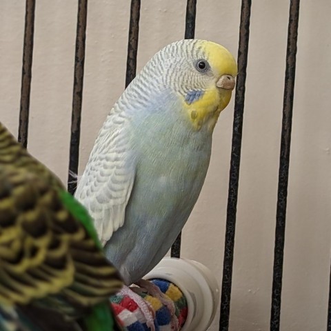 Parrot for adoption - Cosmo, a Budgie / Budgerigar in Kanab, UT | Petfinder