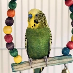 Barnacle Boy, Adult Male Budgie / Budgerigar