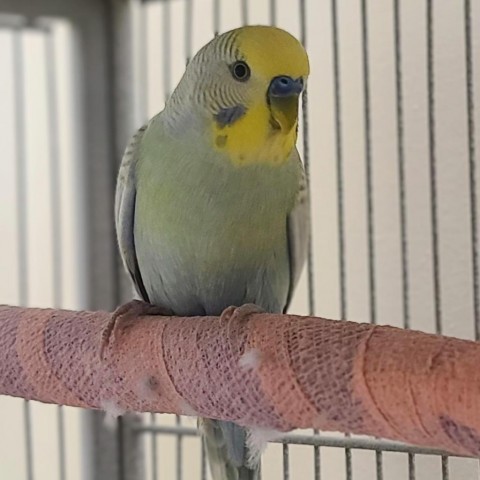 Parrot for adoption - Gimlet, a Budgie / Budgerigar in Kanab, UT ...