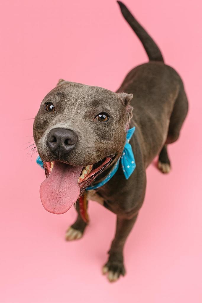 GILLY, an adoptable Mixed Breed in Florence, SC, 29506 | Photo Image 1