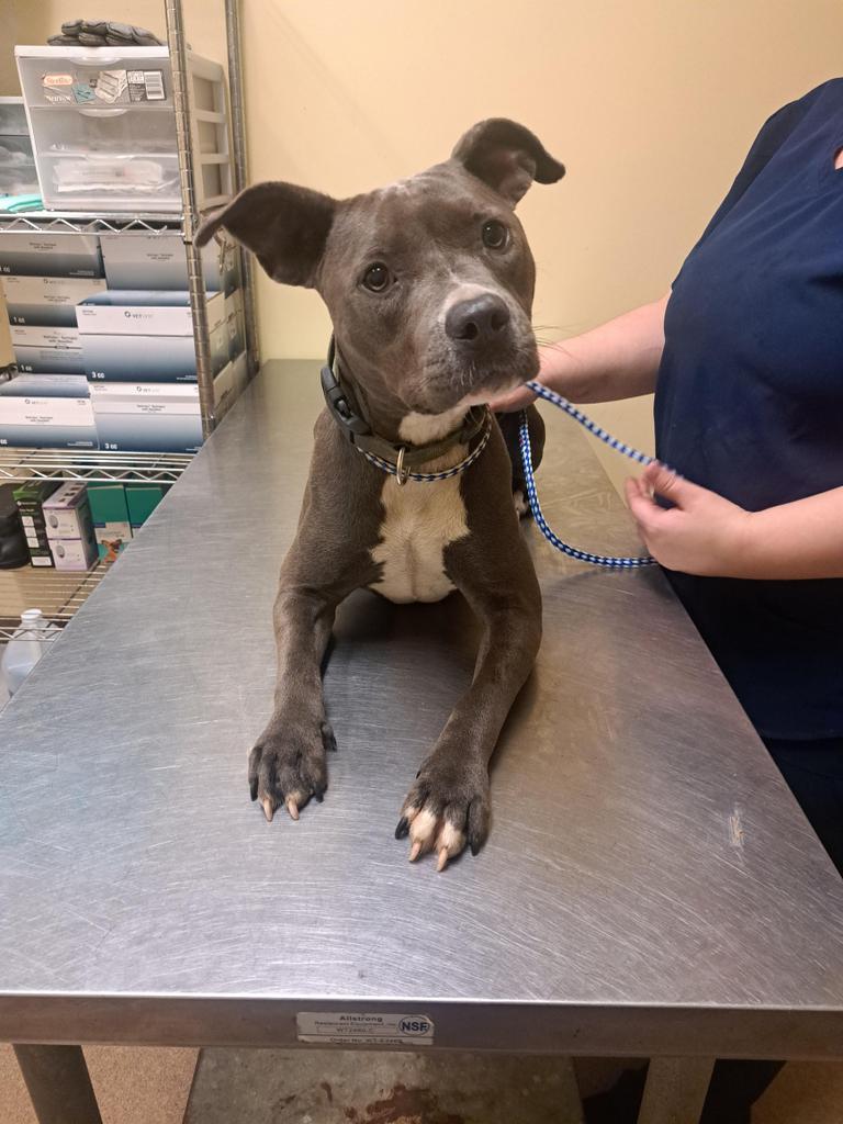 GILLY, an adoptable Mixed Breed in Florence, SC, 29506 | Photo Image 2