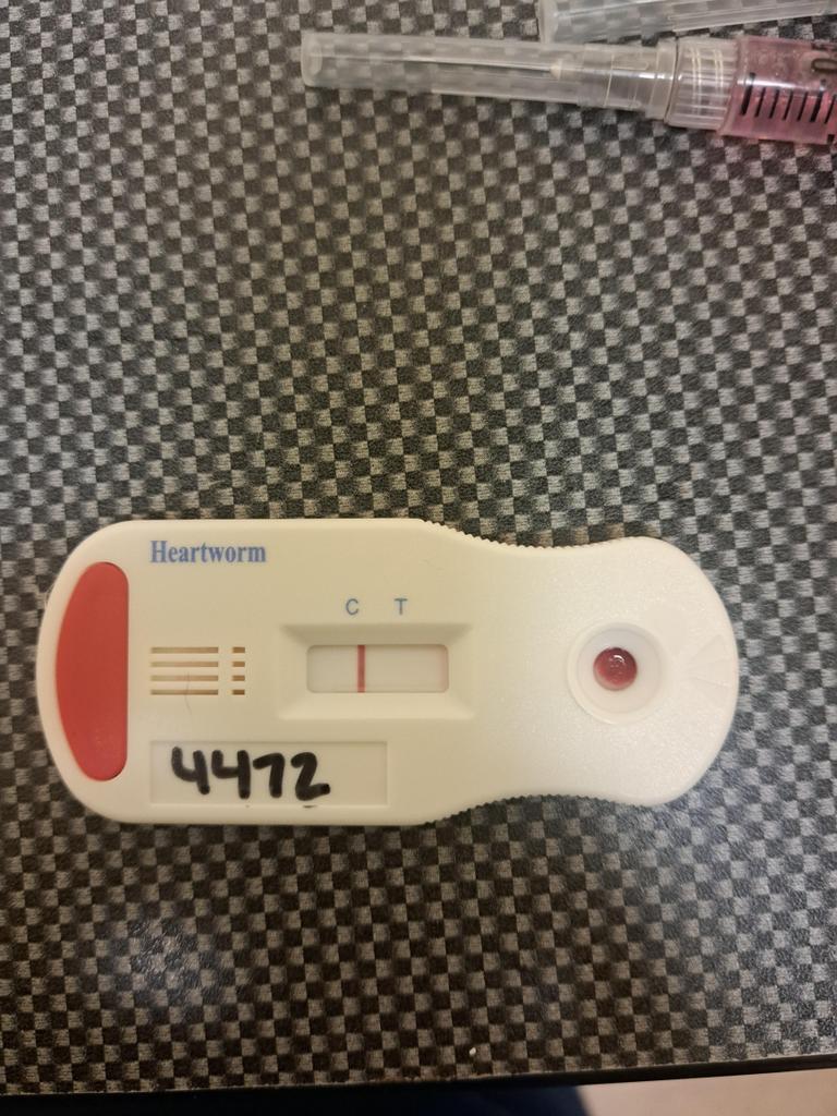 GILLY, an adoptable Mixed Breed in Florence, SC, 29506 | Photo Image 3