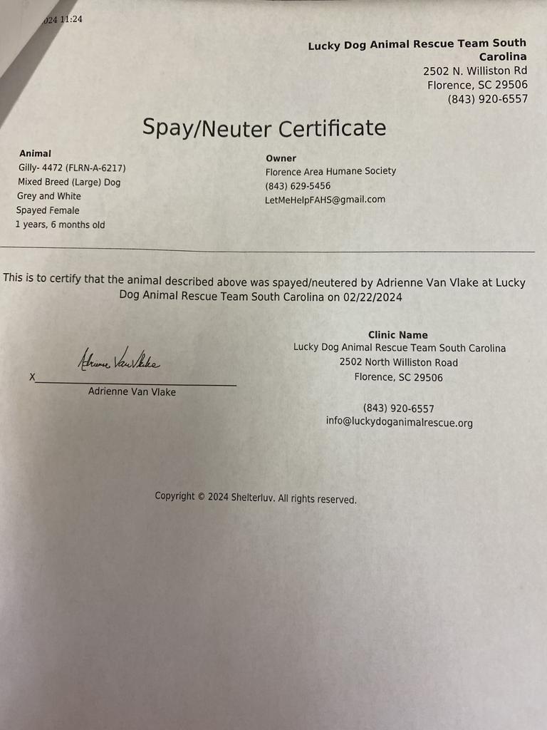 GILLY, an adoptable Mixed Breed in Florence, SC, 29506 | Photo Image 4