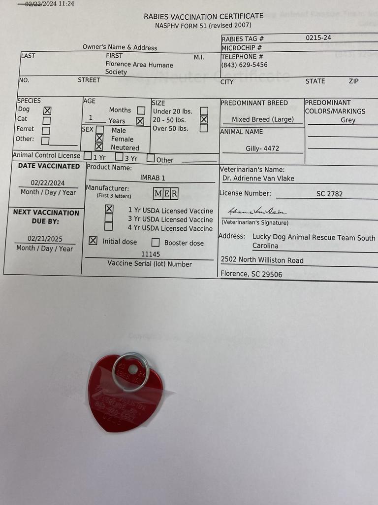 GILLY, an adoptable Mixed Breed in Florence, SC, 29506 | Photo Image 5