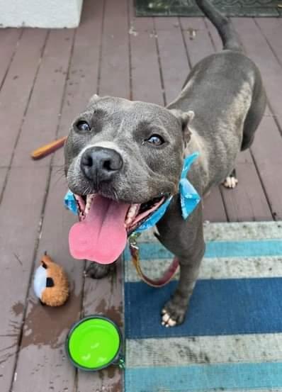 GILLY, an adoptable Mixed Breed in Florence, SC, 29506 | Photo Image 6