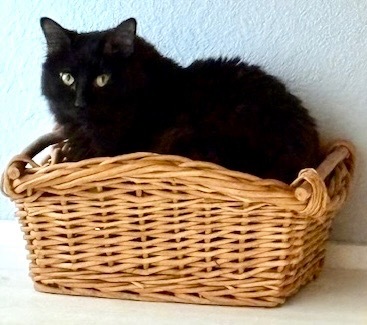 Vader, an adoptable Maine Coon, Domestic Long Hair in New Braunfels, TX, 78130 | Photo Image 1