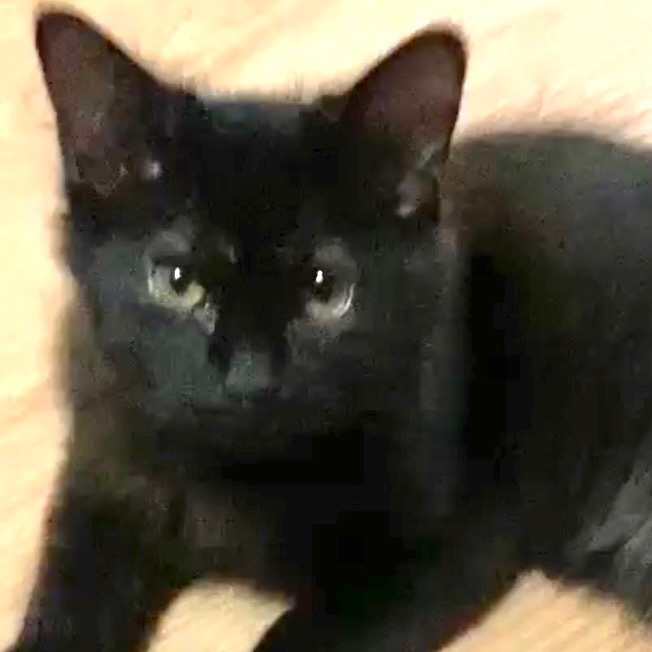 Vader, an adoptable Maine Coon, Domestic Long Hair in New Braunfels, TX, 78130 | Photo Image 2