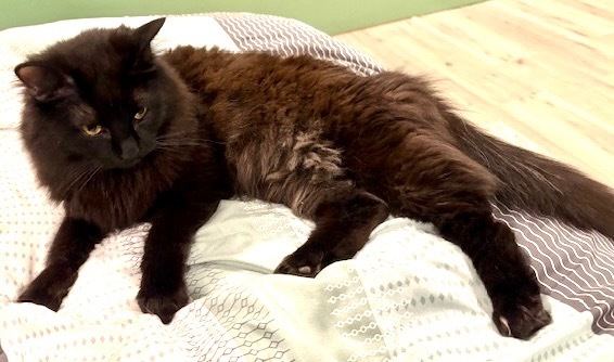 Vader, an adoptable Maine Coon, Domestic Long Hair in New Braunfels, TX, 78130 | Photo Image 3