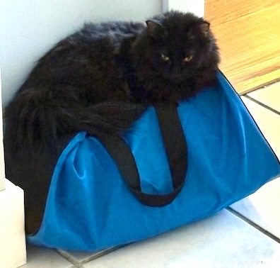 Vader, an adoptable Maine Coon, Domestic Long Hair in New Braunfels, TX, 78130 | Photo Image 5