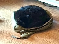 Vader, an adoptable Maine Coon, Domestic Long Hair in New Braunfels, TX, 78130 | Photo Image 6