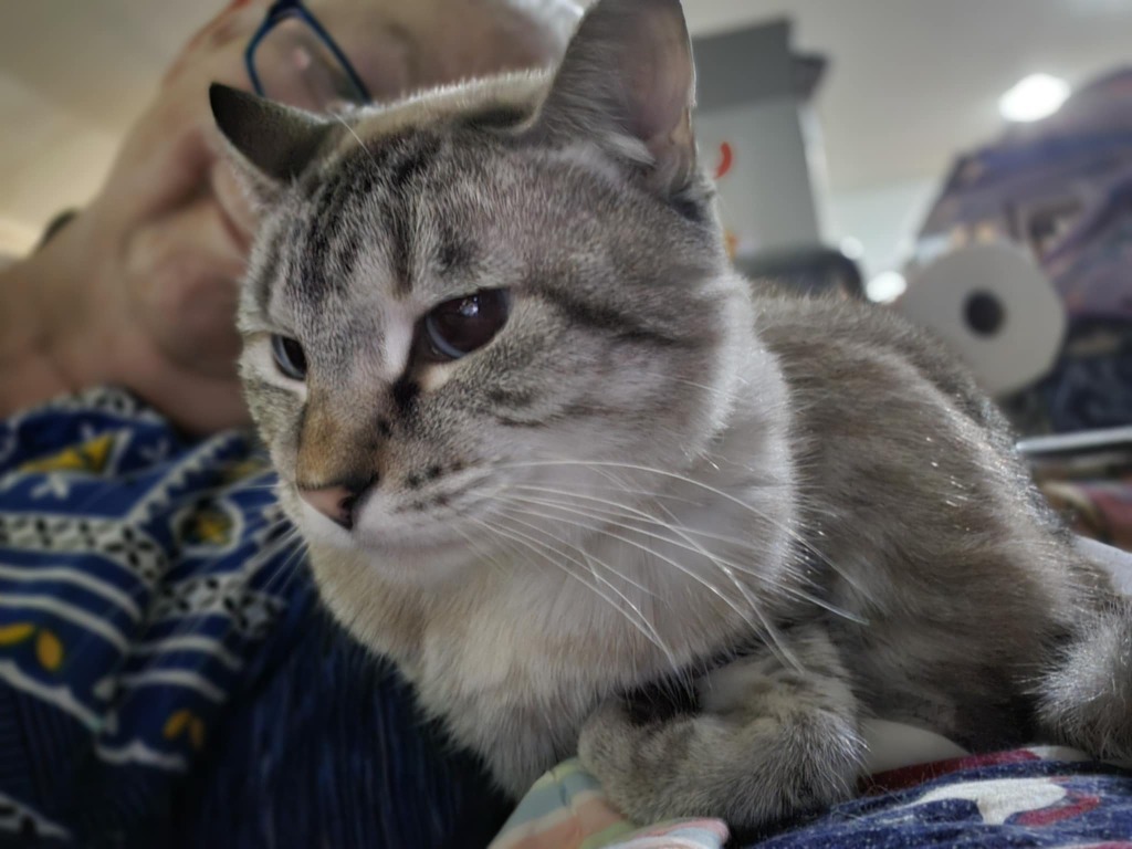 Faith, an adoptable Siamese in New Braunfels, TX, 78130 | Photo Image 2