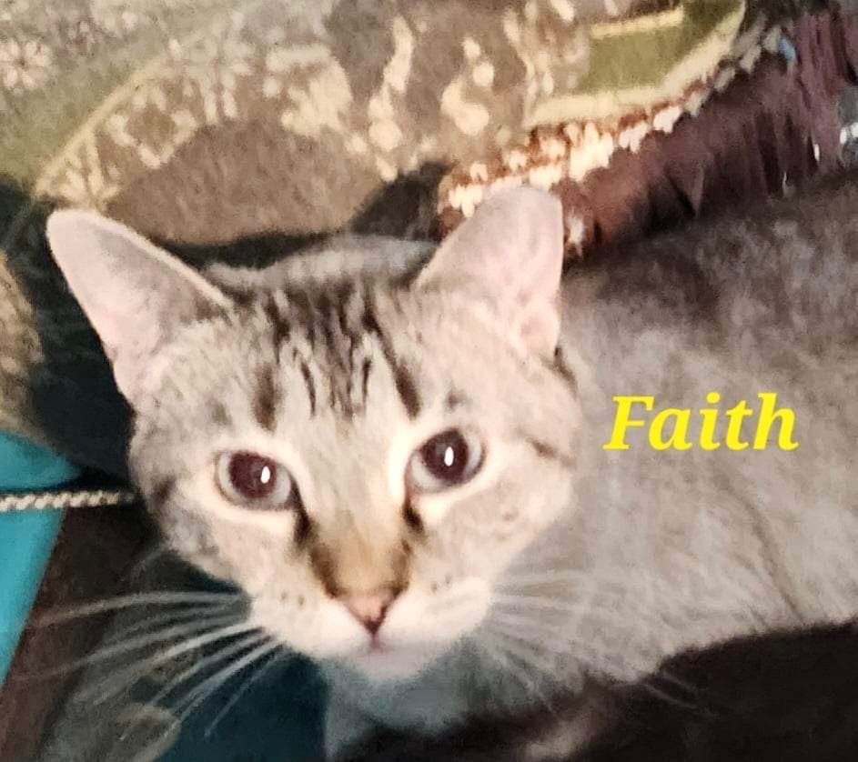 Faith, an adoptable Siamese in New Braunfels, TX, 78130 | Photo Image 4