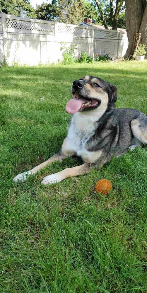 Stella, an adoptable German Shepherd Dog in Fredonia, WI, 53021 | Photo Image 2