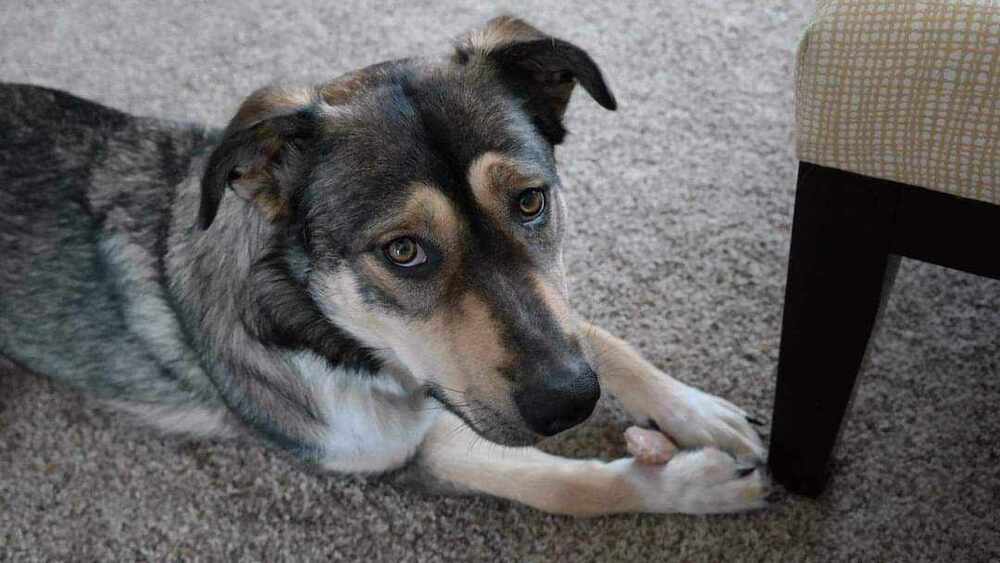 Stella, an adoptable German Shepherd Dog in Fredonia, WI, 53021 | Photo Image 4