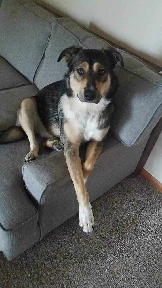 Stella, an adoptable German Shepherd Dog in Fredonia, WI, 53021 | Photo Image 5