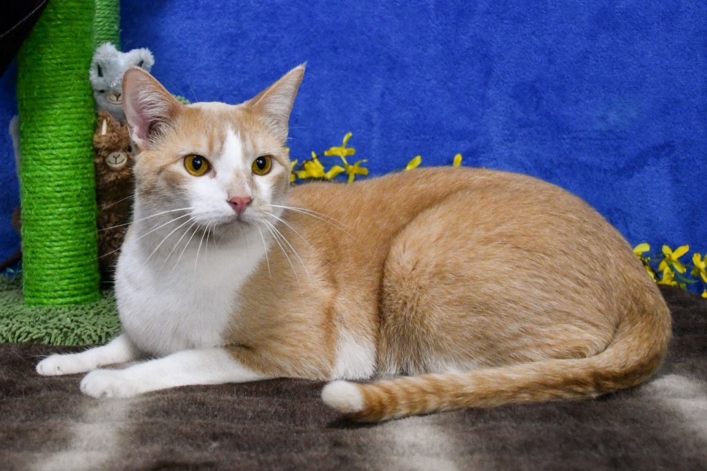 Dylan, an adoptable Domestic Short Hair in Roanoke, TX, 76262 | Photo Image 1