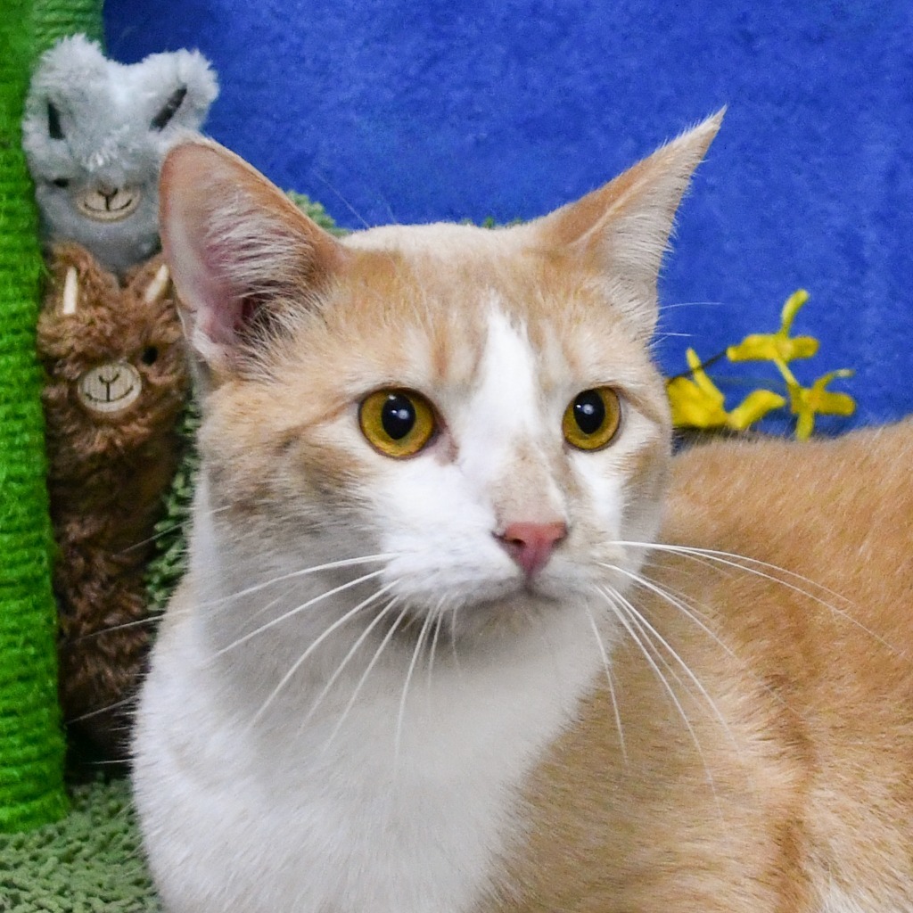 Dylan, an adoptable Domestic Short Hair in Roanoke, TX, 76262 | Photo Image 2