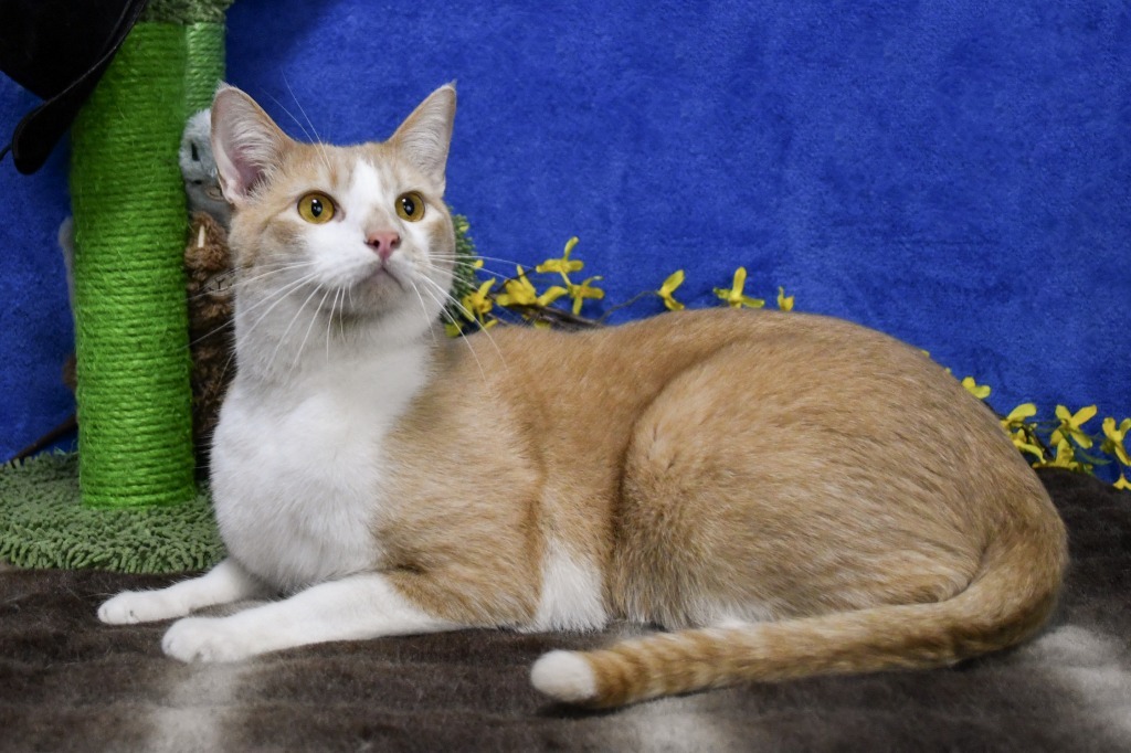 Dylan, an adoptable Domestic Short Hair in Roanoke, TX, 76262 | Photo Image 3