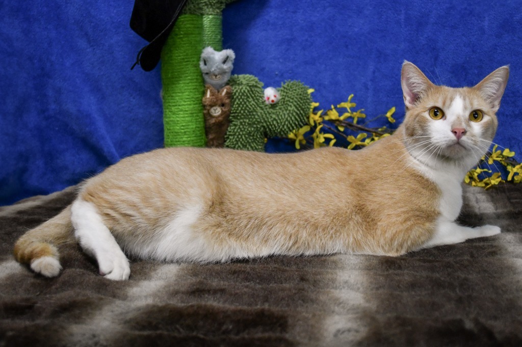 Dylan, an adoptable Domestic Short Hair in Roanoke, TX, 76262 | Photo Image 4