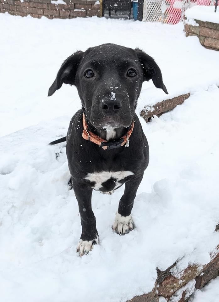 Duke, an adoptable Mixed Breed in sun prairie, WI, 53590 | Photo Image 2