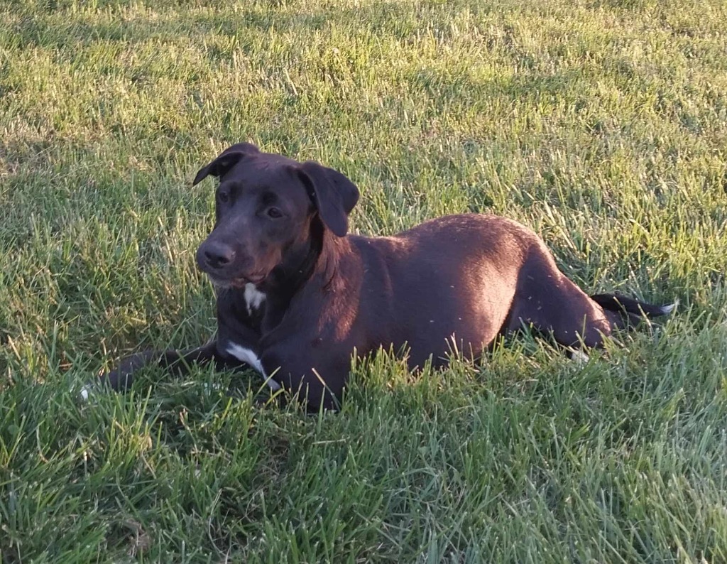 duke, an adoptable Mixed Breed in sun prairie, WI, 53590 | Photo Image 5