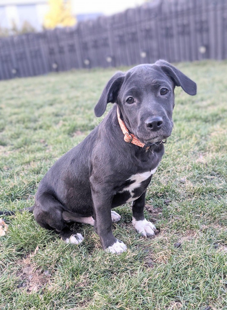 Duke, an adoptable Mixed Breed in sun prairie, WI, 53590 | Photo Image 7