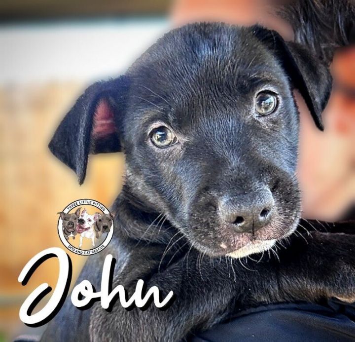 Dog for adoption John Munch Sunnyside a Labrador Retriever