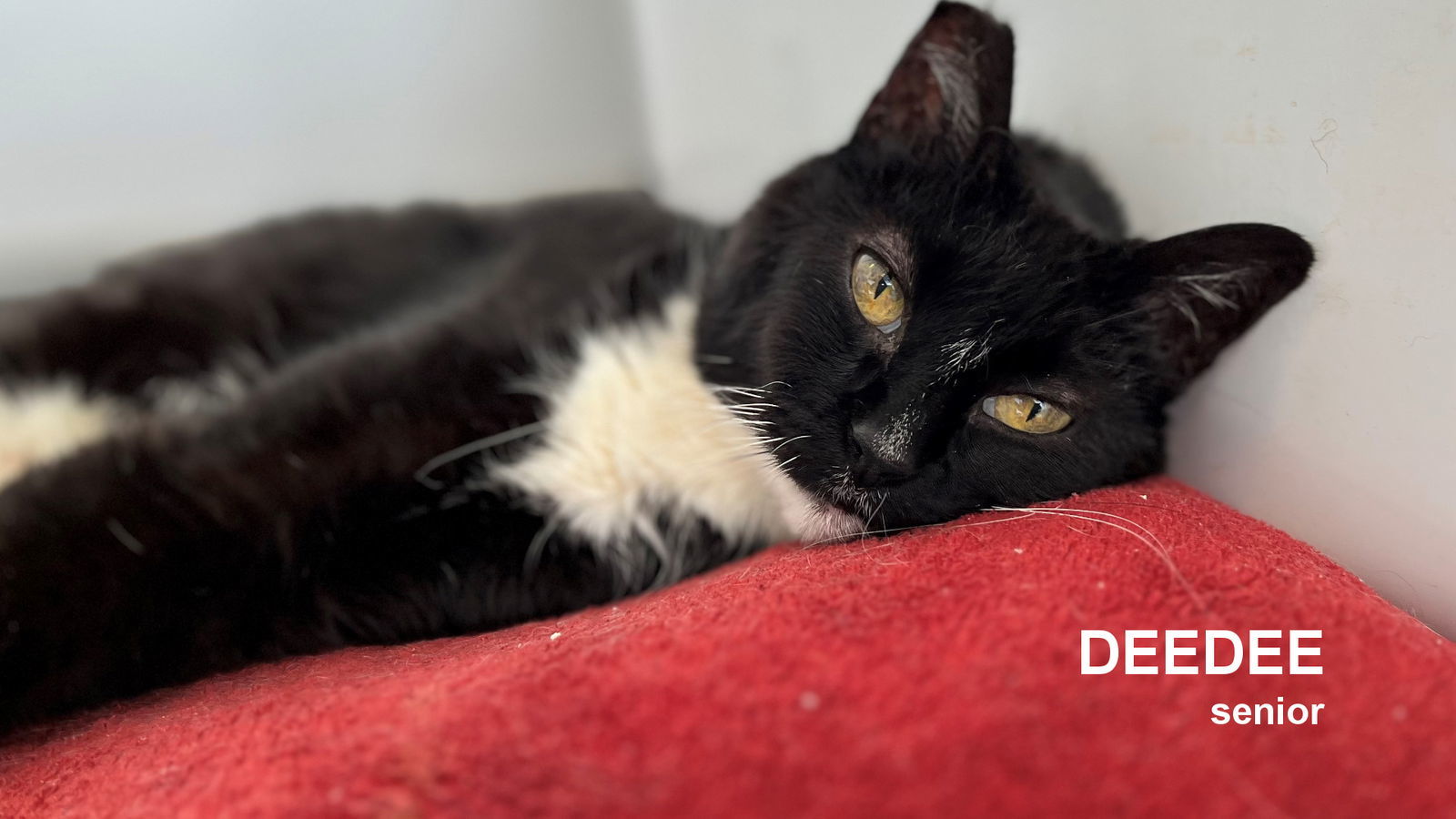 DeeDee, an adoptable Domestic Short Hair in Santa Rosa, CA, 95404 | Photo Image 1