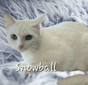 SHY BEAUTY DOB 6123 Meet Snowball the gentle introvert with a heart as pure as freshly fallen sno