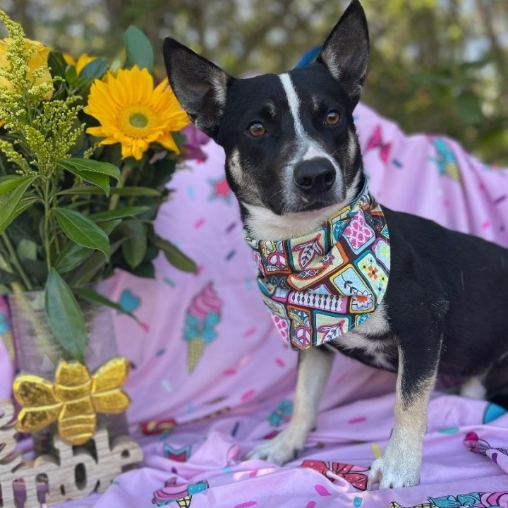 Dachshund kelpie 2024