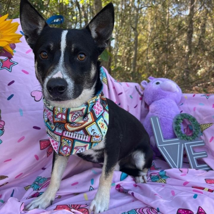 Australian kelpie best sale dachshund mix