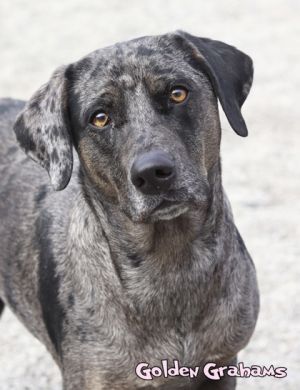 Dog for adoption - Frosted Flakes, a Mastiff & Boxer Mix in Mason