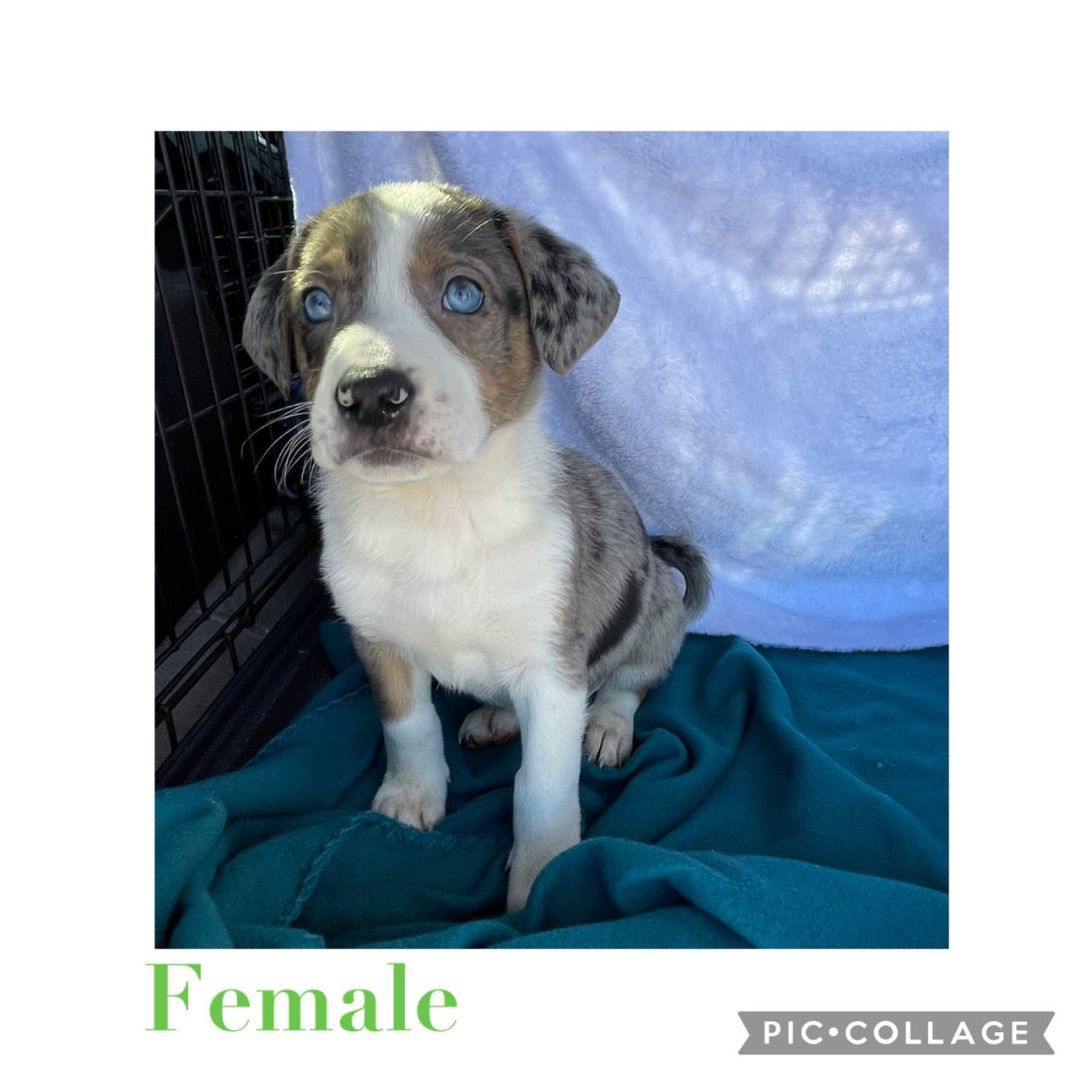 Dog for adoption Cata pup 1, a Catahoula Leopard Dog Mix in Plainview