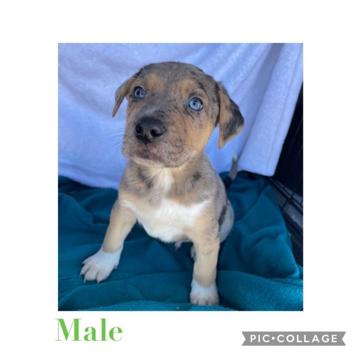 Dog for adoption Cata pup 6, a Catahoula Leopard Dog Mix in Plainview