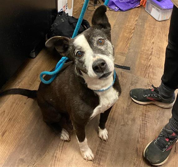 GIRLY, an adoptable Australian Cattle Dog / Blue Heeler, Pit Bull Terrier in Albuquerque, NM, 87112 | Photo Image 1