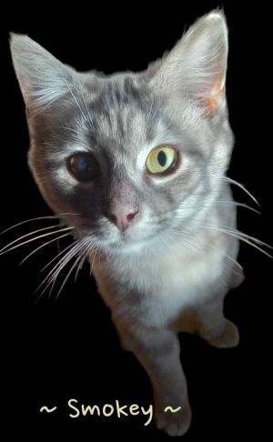 Smokey, Young Female Domestic Short Hair
