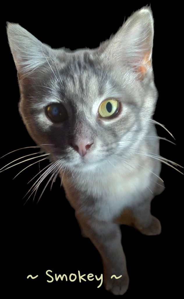 Smokey, an adoptable Domestic Short Hair in Cromwell, KY, 42333 | Photo Image 1