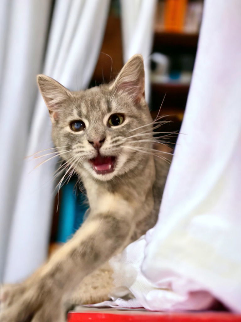 Smokey, an adoptable Domestic Short Hair in Cromwell, KY, 42333 | Photo Image 2