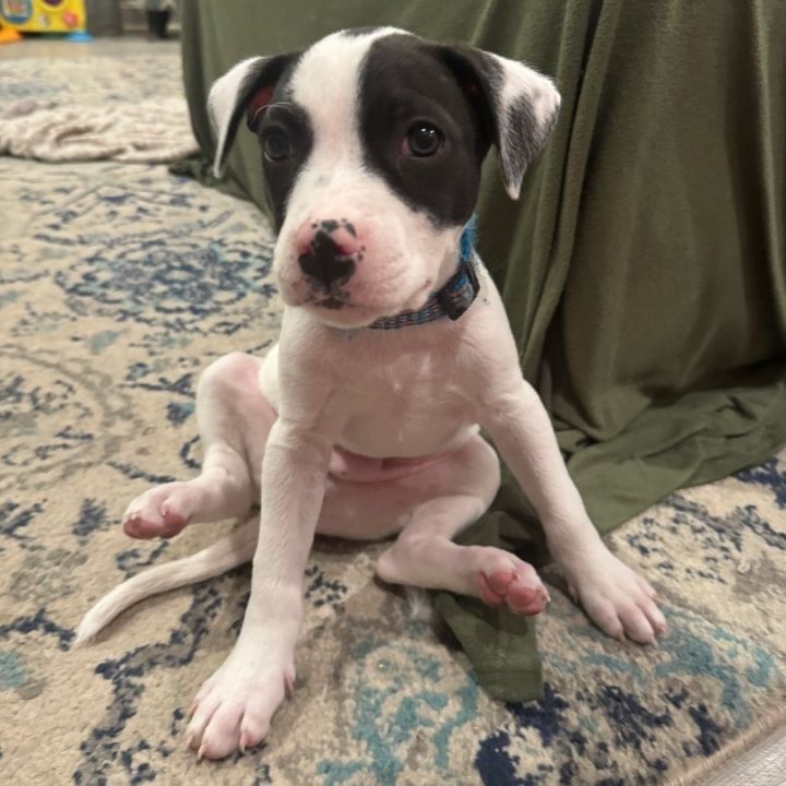 Dog for adoption Chester a Rat Terrier Feist Mix in Baker LA