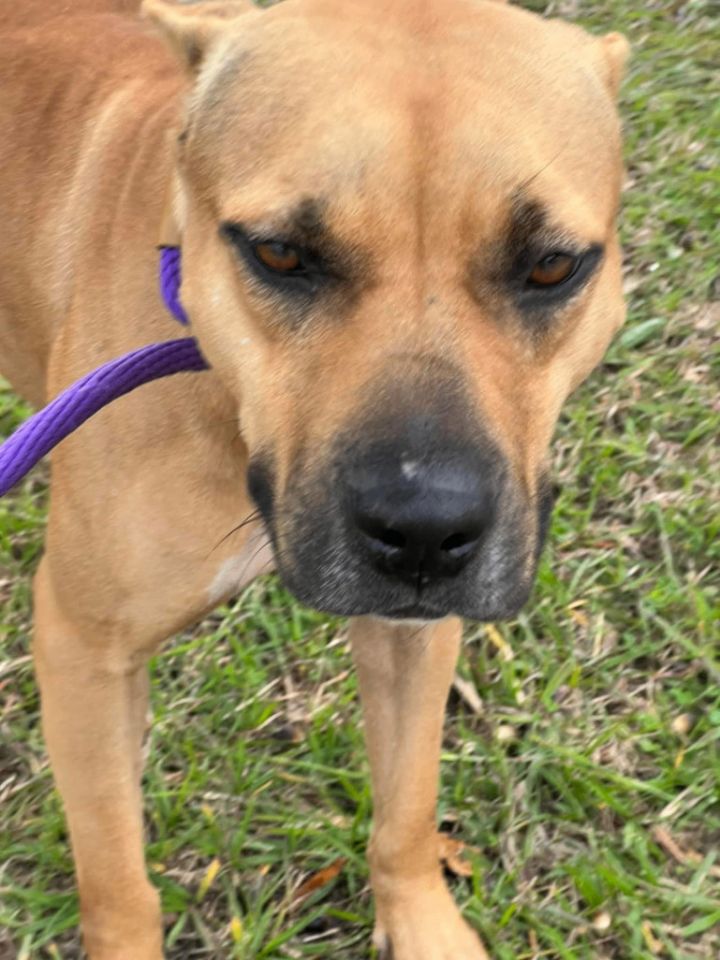 Dog for adoption - Reyna, a Black Mouth Cur & Pit Bull Terrier Mix in ...